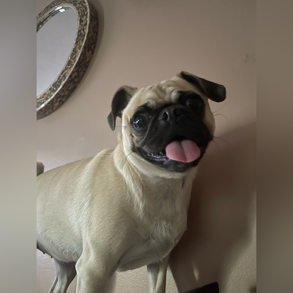 Like for LIVE shows notifications - Picture 5 of 8